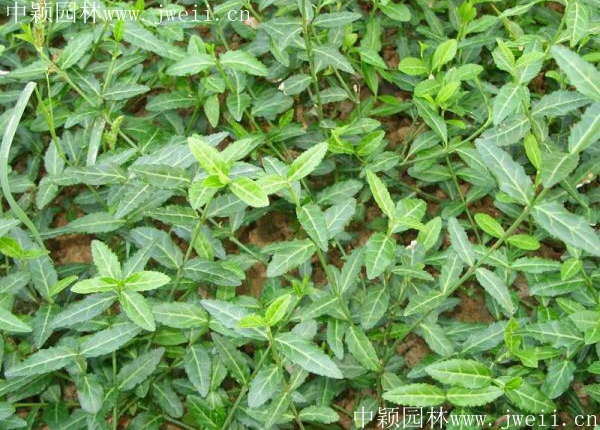 1670992280249989.jpg 扶芳藤8.jpg