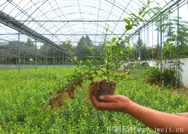 1670992304630825.jpg 扶芳藤6.jpg