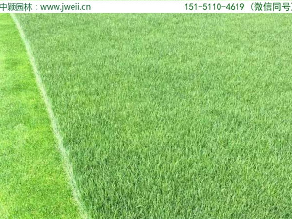 1671153575906728.jpg 多年生黑麥草10.jpg