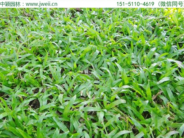 1671153795331045.jpg 大葉油草6.jpg