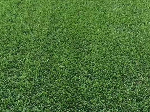 1671153868369599.jpg 黑麥草6.jpg