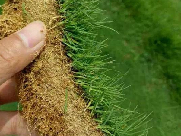 1671153968125655.jpg 中華結縷草7.jpg