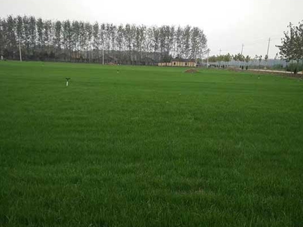 1671154932448155.jpg 黑麥草9.jpg