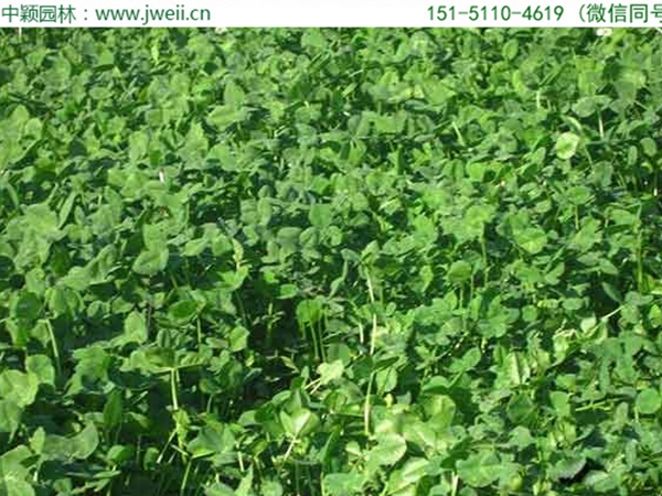 1671155031953831.jpg 白三葉草7.jpg