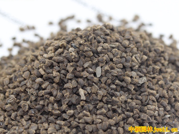 1671187588872832.jpg 千鳥草1.jpg