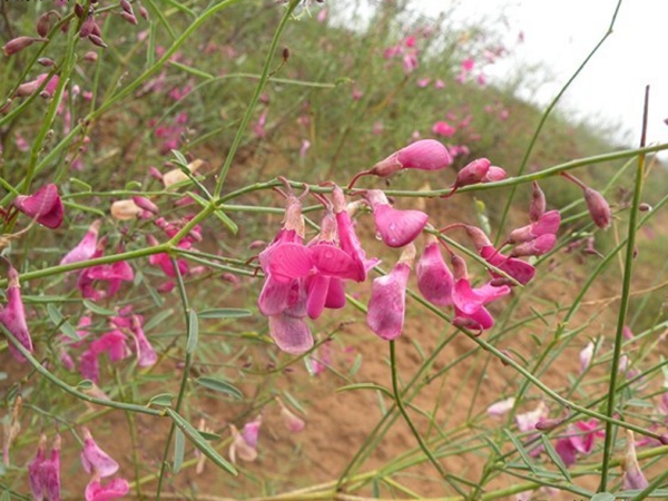 1671188046368416.jpg 花棒種子6_副本.jpg