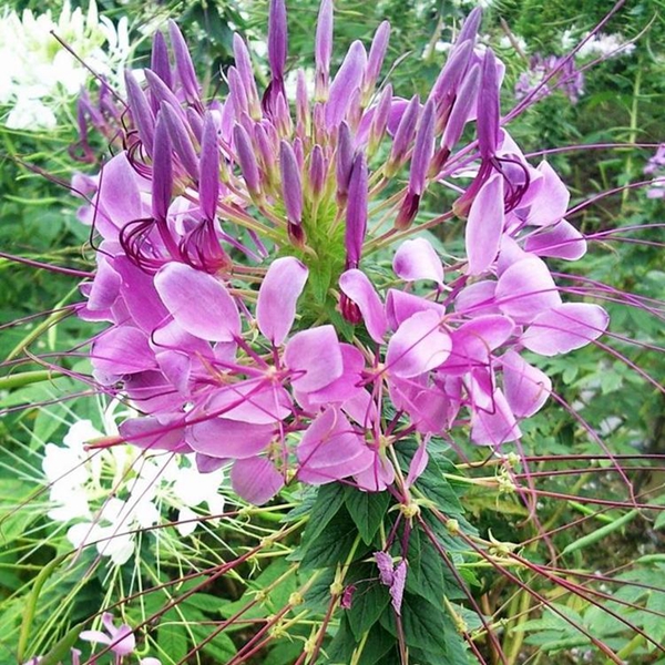 1671188561683534.jpg 醉蝶花.jpg