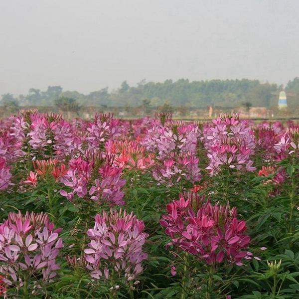 1671188570443081.jpg 醉蝶花7.jpg