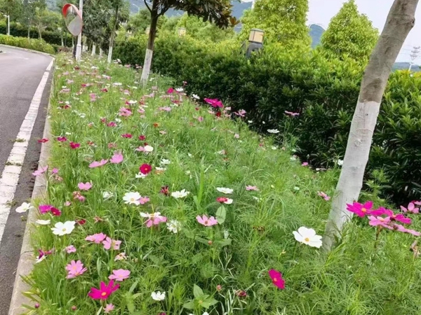 1671195752743444.jpg 波斯菊.jpg