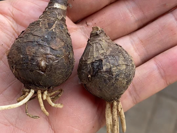 1671195796359006.jpg 彼岸花種球.jpg