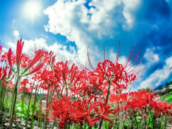 1671195801278205.jpg 彼岸花1.jpg