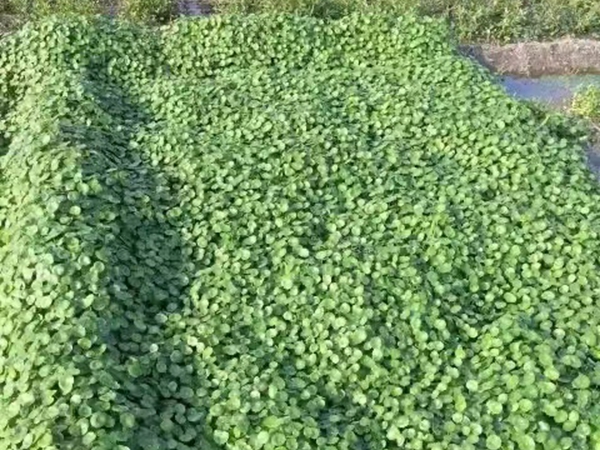 1671953898751793.jpg 銅錢草_副本.jpg