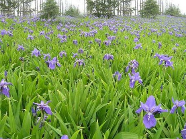 1671954978649098.jpg 鳶尾種子7.jpg