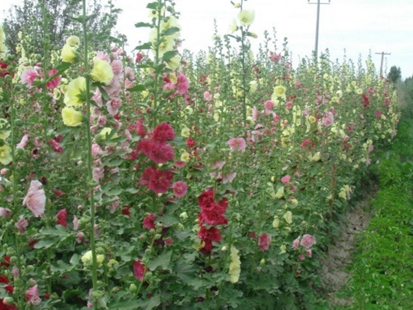 1671955080911310.jpg 馬絡葵16.jpg