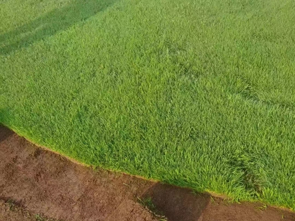 1671955774540322.jpg 草坪08.jpg