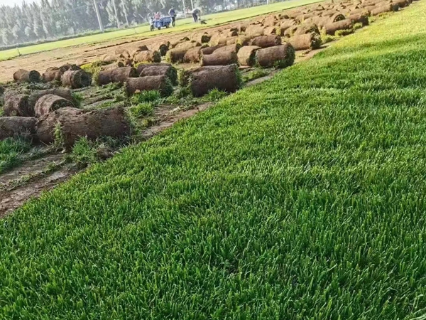 1671955796166969.jpg 草坪02.jpg