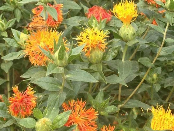 紅花11.jpg