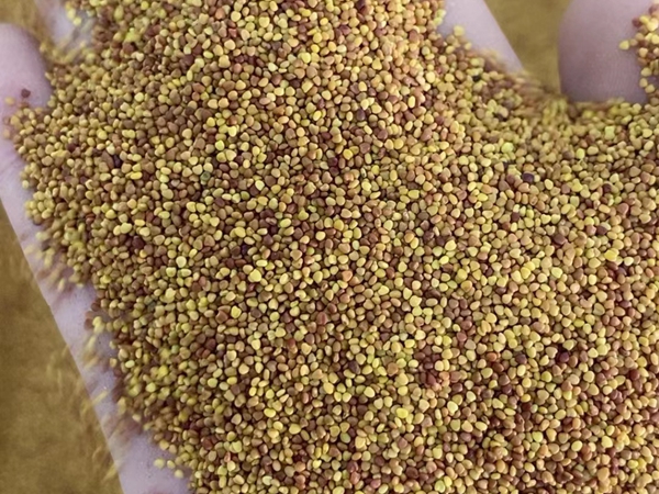 1672039536867832.jpg 1白三葉.jpg