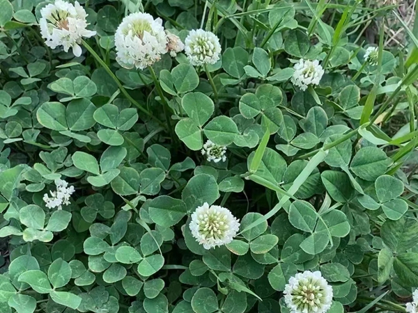 1672039671535014.jpg 3白三葉.jpg