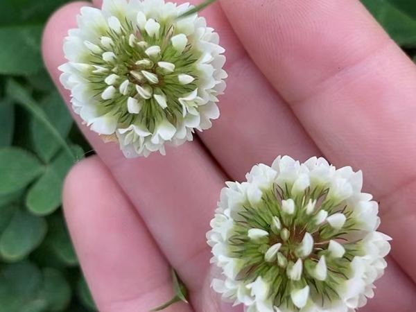 1672039708370387.jpg 白三葉3.jpg