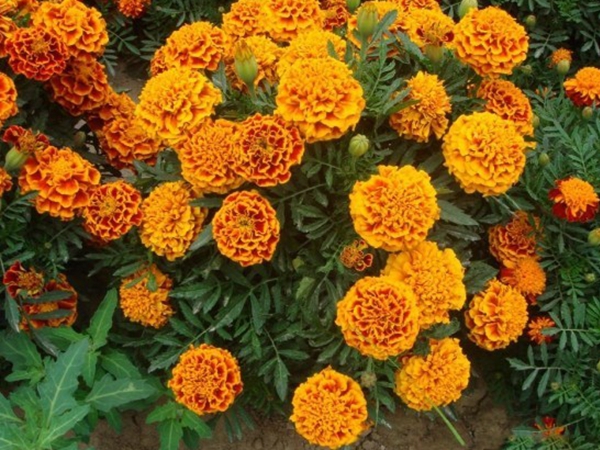 1672040063262714.jpg 萬壽菊.jpg