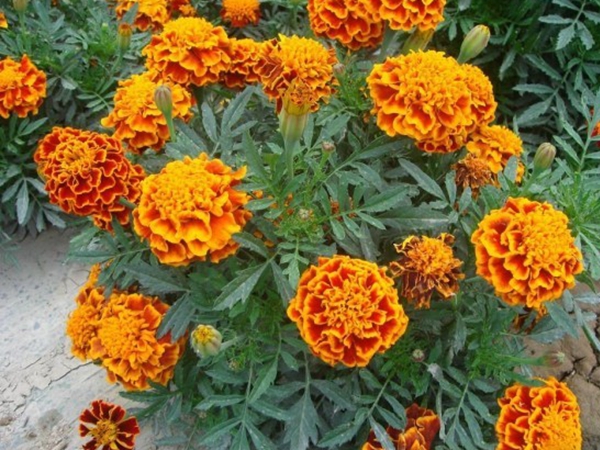 1672040138884510.jpg 萬壽菊2.jpg