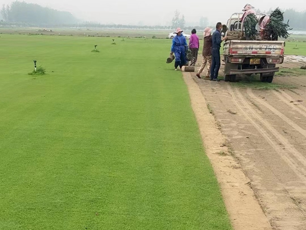 1672044319810196.jpg 011草坪.jpg