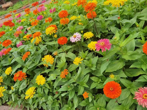 1672140917992289.jpg 野花組合3.jpg