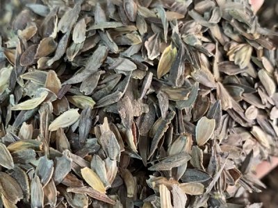 河北草花種子哪里有？