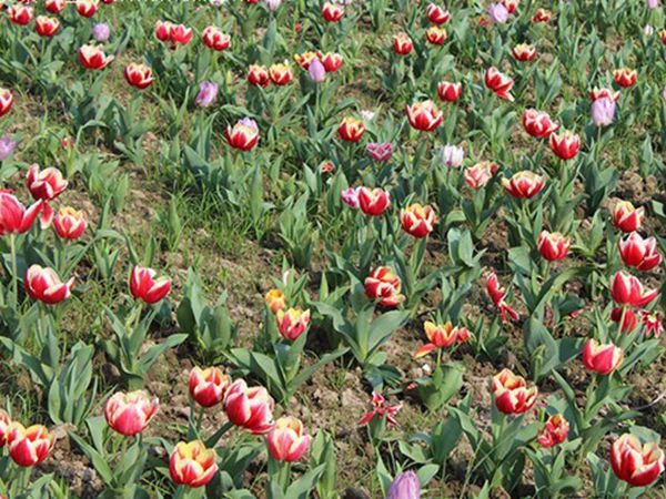 1672145112337912.jpg 郁金香3.jpg