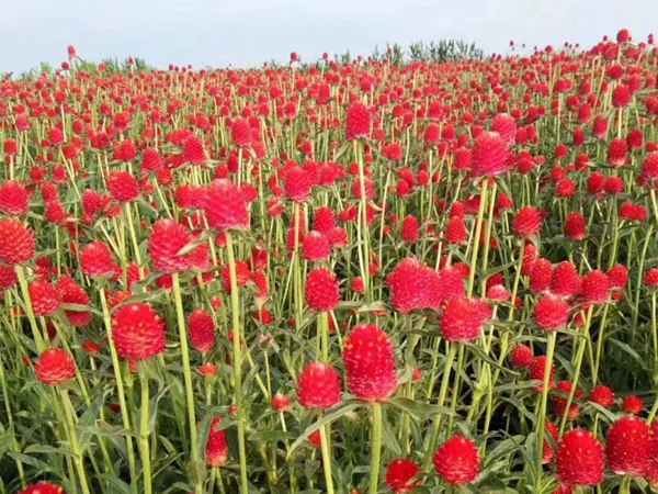 1672145230478144.jpg 野花組合17.jpg