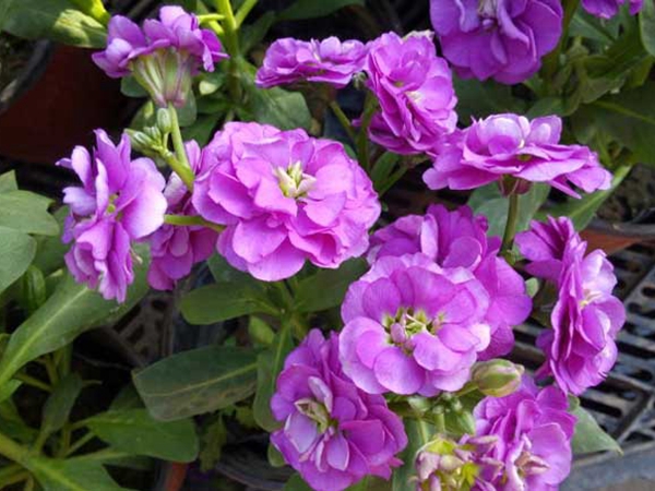 1672145286878637.jpg 1613808304879060.jpg