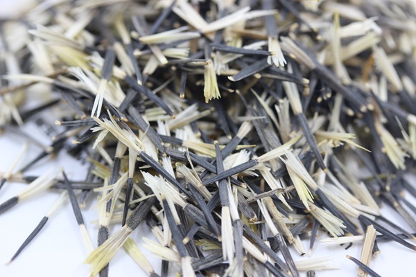 孔雀草花種子幾百元一斤 孔雀草花種子幾百元一斤