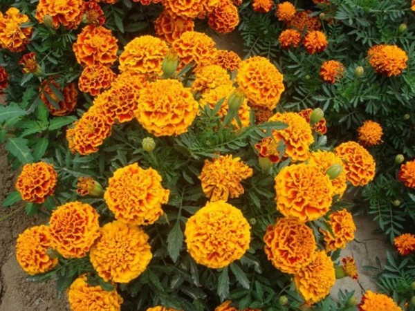 1672147306335284.jpg 萬壽菊3.jpg