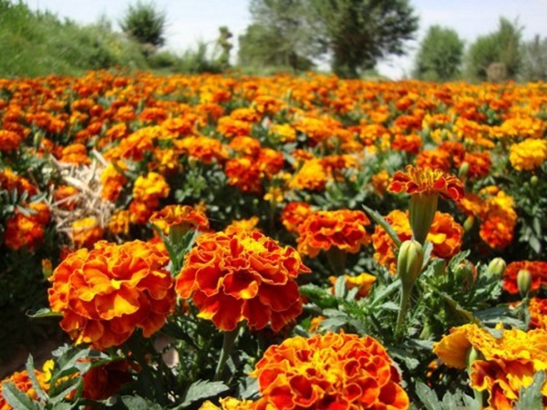 1672147477751831.jpg 萬壽菊4.jpg