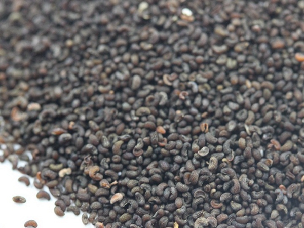 1672226557765410.jpg 冰島虞美人 (6).JPG