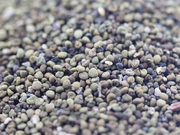 1672226586493160.jpg 半枝蓮 (4).JPG