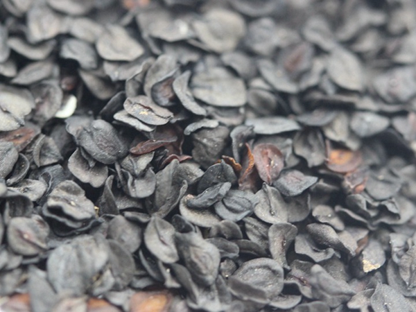 1672226718429869.jpg 常夏石竹 (3).JPG