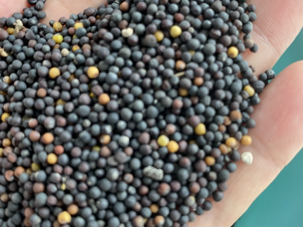 1672226956857348.jpg 43.jpg