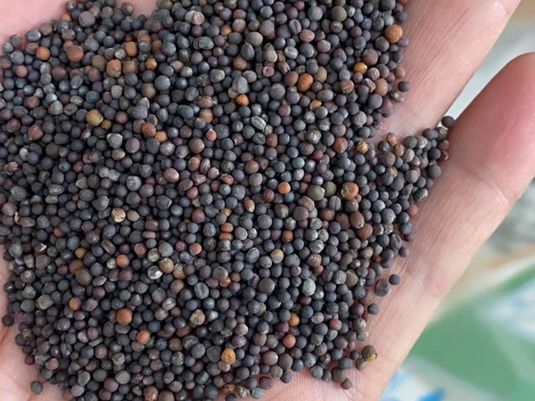 1672226977597005.jpg 42.jpg