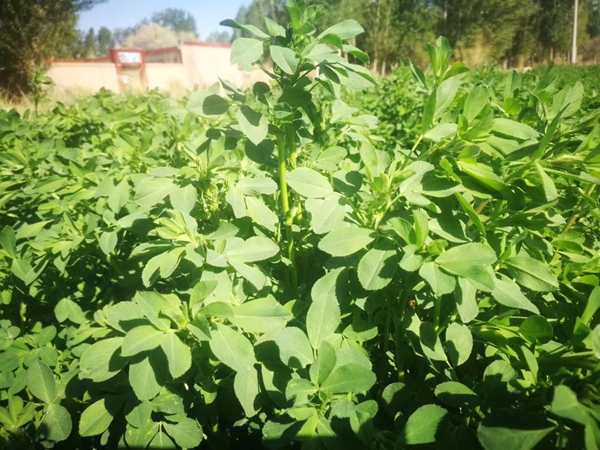 1672301390145052.jpg 紫花苜蓿17.jpg