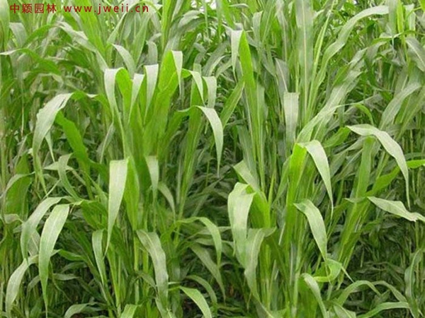 1672303955922925.jpg 1.jpg