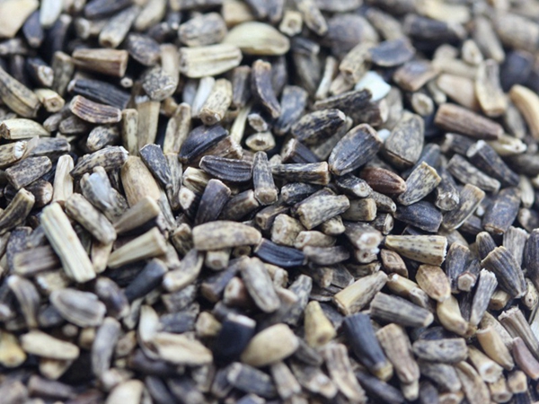 1672311794530508.jpg 菊苣1.jpg