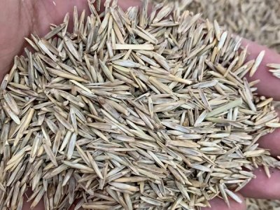 哪里有牧草種子 批發在哪里？