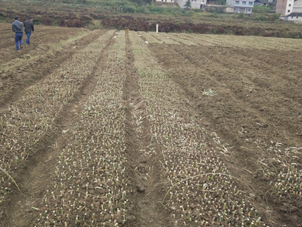 1672317706263626.jpg 皇竹草21.jpg