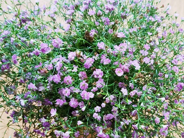 1675160372881589.jpg 1.jpg