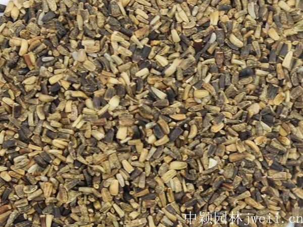 1675255909748208.jpg 菊苣1_副本.jpg