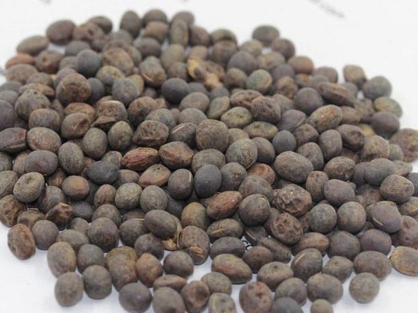 1675255994559384.jpg 毛苕子600.jpg