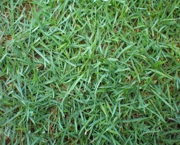 1675258303597086.jpg 結縷草10_副本.jpg