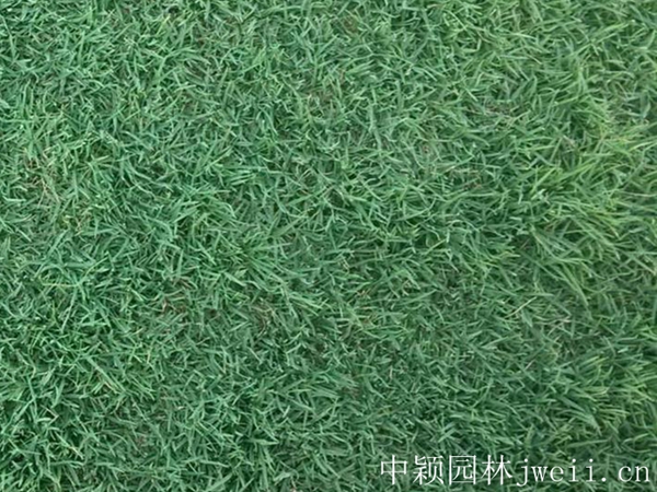 1675258815264109.jpg 早熟禾包衣種子 26_副本.jpg